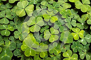 Lush green carpet of redwood sorrel Oxalis oregona, a groundcover in redwood forests of the north coast photo