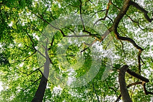 The lush green Chinese tallow tree growth