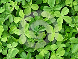 lush green clover leaves background photo