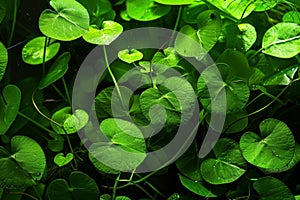 Lush green clover leaves with water droplets