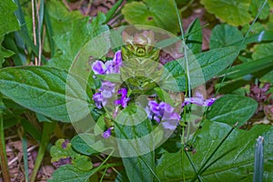 Lush green Common Selfheal Prunella vulgaris plant flowering