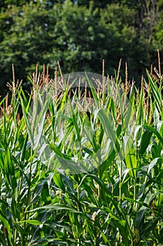 Lush green corn plants maize with tassels and leaves in small organic farm field