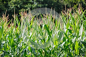 Lush green corn plants maize with tassels and leaves in small organic farm field