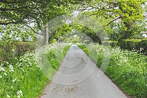 Lush green country lane