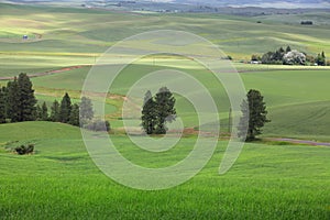 Lush green farm