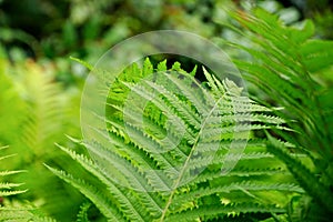 Lush green fern detail photo