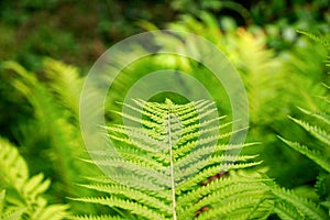 Lush green fern detail photo