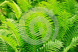 Lush green fern detail photo