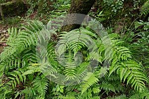 Lush green fern leaf in the forest.  Pteridium aquilinum