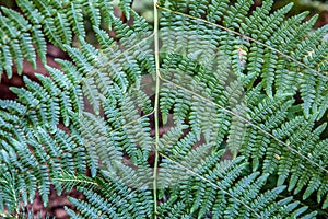 Lush Green Fern Leaf Macro