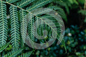Lush Green Fern Leaves in Forest