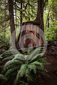 Lush, Green Fern Next to Irregular Tree Trunk in Pacific Northwest Rainforest in Olympic Peninsula