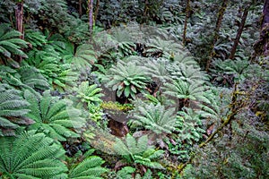 Lush green fern trees in a temperate rainforest.