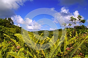 Lush green ferns