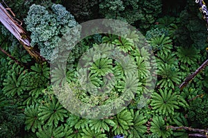 Lush green ferns in beautiful rainforest.