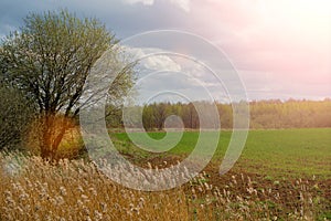 Lush green field, sky with clouds, bushes on the horizon