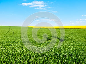 Lush green field with traced tractor tracks non sunny summer day with blue sky