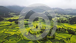 Lush green field with trees and grass near a forest in Luosi Field,Luoping China