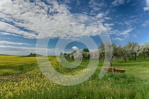 Lush green fields and fruit orchards in spring