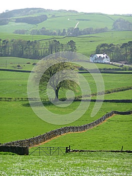 Lush green fields intersected by stone walls in Dumfriesshire, Scotland