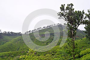 Lush Green Fields and Trees over Hills - Kerala, India - Natural Background