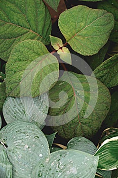 Lush Green Foliage from above