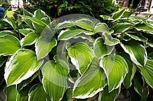 Lush Green Foliage of Decorative Plant Hosta Funkia