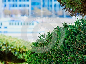 Lush green foliage of evergreen arborvitae with blurred cityscape