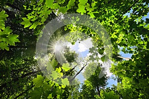 Lush green foliage greeting the sun in the sky