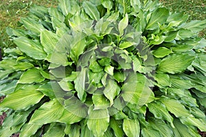 Lush green foliage of plant Hosta Funkia