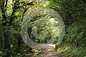 Lush, green foliage surrounds the numerous hiking trails in Monteverde Cloud Forest in Costa Rica.