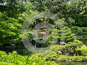 Lush green foliage Surrounds Pond Japanese Gardens Fort Worth Texas