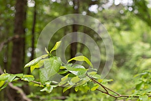 Lush Green Foliage of a Tree Branch