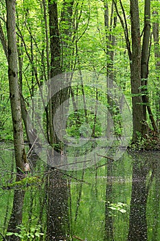 Lush green foliage and tree trunks reflecting in swamp