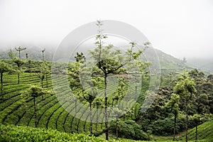 Lush Green Forest