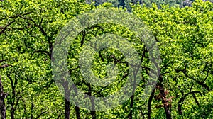 Lush Green Forest Canopy in Spring Light