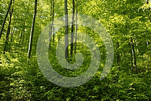 Lush Green Forest in early Spring time