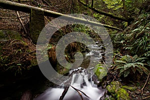 Lush green forest with fallen trees and a stream of pristine water.