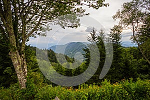 Lush Green Forest Of The Great Smoky Mountains National Park