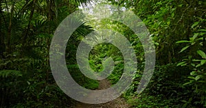 a lush green forest with lots of trees and leaves