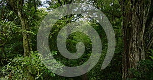 a lush green forest with lots of trees and leaves