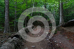 Lush green forest with an old broken cement pipe