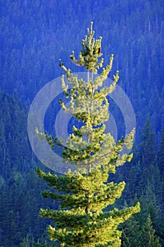 Lush green forest of pine trees in the mountains wilderness environemental