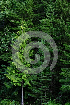 Lush green forest of pine trees in the mountains wilderness environemental