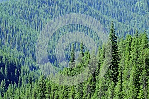 Lush green forest of pine trees in the mountains wilderness environemental