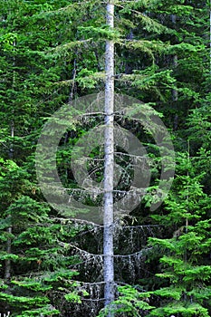 Lush green forest of pine trees in the mountains wilderness environemental