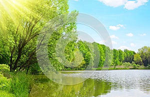 Lush green forest reflecting in Pond. Sunny day in spring landscape photo
