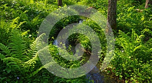 Lush Green Forest Stream Sunlight Nature Photography