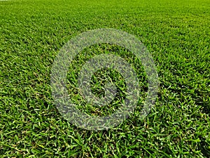 Lush green fresh grass lawn landscape pattern background