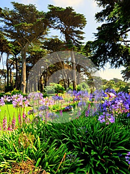 Lush green garden in San Francisco near Golden Gate Park